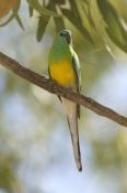 red-rumped-parrt-picture;red-rumped-parrot;red-rumped-parrot;psephotus-haematonotus;male-red-rumped-