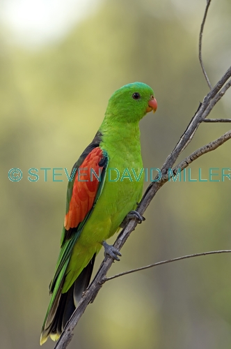 red-winged parrot picture;red-winged parrot;red winged parrot picture;red winged parrot;aprosmictus erythropterus;parrot;australian parrot;undara national park;australian national parks;queensland national park;steven david miller;natural wanders