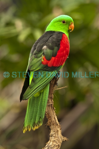 red winged parrot;red winged parrot picture;male red winged parrot;aprosmictus erythropterus;parrot picture;red and green parrot;australian parrot;green parrot;cairns dome;queensland;steven david miller;natural wanders
