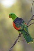 red-winged-parrot-picture;red-winged-parrot;red-winged-parrot-picture;red-winged-parrot;aprosmictus-