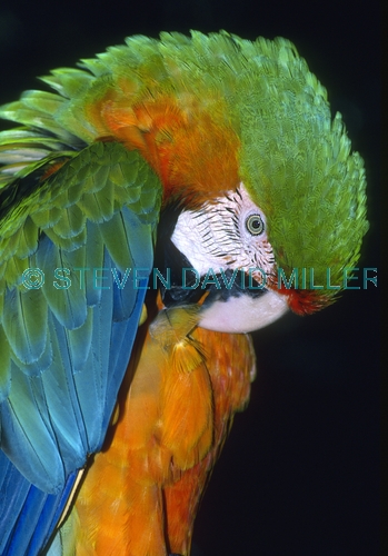 catalina macaw picture;catalina macaw;macaw;hybrid macaw;captive macaw;pet macaw;colorful macaw;colourful macaw;steven david miller;natural wanders