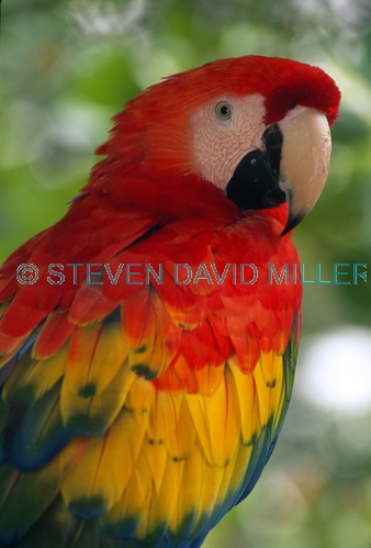 scarlet macaw picture;scarlet macaw;macaw;red macaw;captive macaw;pet macaw;scarlet macaw at bird park;central american macaw;colorful macaw;colourful macaw;macaw beak;steven david miller;natural wanders