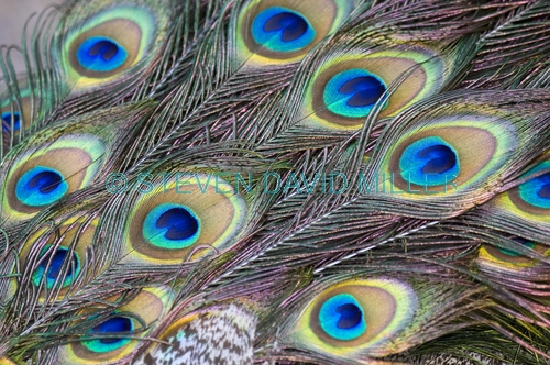 peacock feathers picture;peacock feathers;pavo crisatus feathers;steven david miller;natural wanders