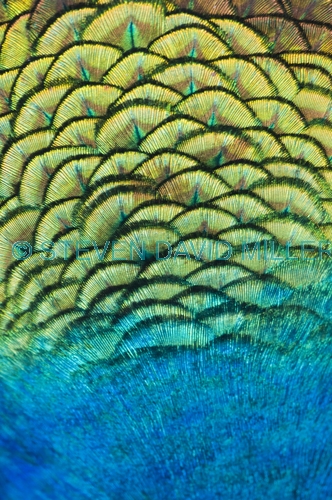 peacock feathers picture;peacock feathers;pavo crisatus feathers;steven david miller;natural wanders
