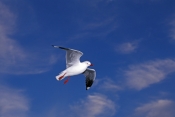 silver-gull-picture;silver-gull;red-bellied-gull;red-bellied-gull;new-zealand-gull;gull;larus-novaeh