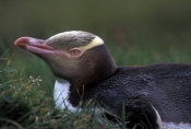 yellow-eyed-penguin-picture;yellow-eyed-penguin;yellow-eyed-penguin;penguin;megadyptes-antipodes;new