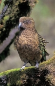 kea-parrot-picture;kea-parrot;alpine-parrot;new-zealand-parrot;nestor-notabilis;southern-alps;fiordl