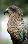 beaks;BIRDS;NEW-ZEALAND;PARROTS;PORTRAITS;PROFILE;VERTEBRATES;VERTICAL;milford-sound-national-park;n