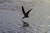 black-skimmer-picture;black-skimmer;skimmer;bird-skimming;rynchops-niger;bird-silhouette;silhouette-