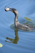 double-crested-cormorant-picture;double-crested-cormorant;double-crested-cormorant;cormorant;cormora
