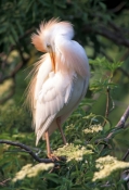 cattle-egret-picture;cattle-egret;cattle-egrets;bubulcus-ibis;cattle-egret-breeding-plumage;egret-br