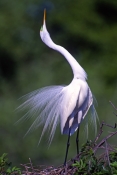 great-egret-picture;great-egret;ardea-albus;great-egret-breeding-plumage;great-egret-on-nest;egret;e