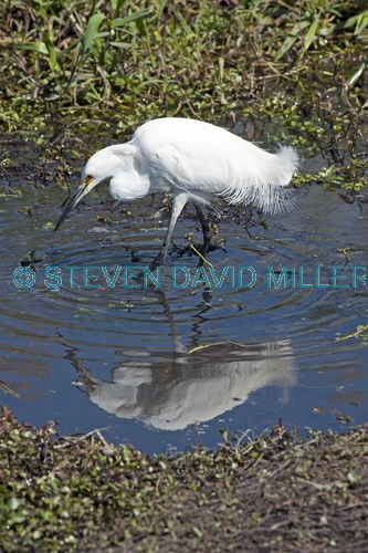 snowy egret picture;snowy egret;egret;egretta thula;egret fishing;snowy egret fishing;florida bird;white egret;florida birds;florida national parks;everglades birds;everglades national park;royal palm;snowy egret foraging;snowy egret hunting;egret stirring water with foot