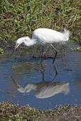 snowy-egret-picture;snowy-egret;egret;egretta-thula;egret-fishing;snowy-egret-fishing;florida-bird;w