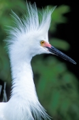 snowy-egret-picture;snowy-egret;snowy-egret-breeding-plumage;snowy-egret-breeding-colors;egretta-thu