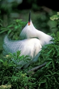 snow-egret-picture;snowy-egret;egretta-thula;white-egret;beautiful-bird;gorgeous-bird;snowy-egret-co