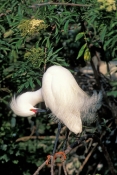 snow-egret-picture;snowy-egret;egretta-thula;white-egret;beautiful-bird;gorgeous-bird;snowy-egret-pr