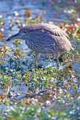 black-crowned-night-heron-juvenile-picture;black-crowned-night-heron-juvenile;black-crowned-night-he