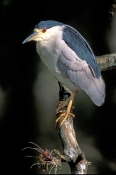 black-crowned-night-heron-picture;black-crowned-night-heron;black-crowned-night-heron;night-heron;he