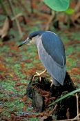 black-crowned-night-heron-picture;black-crowned-night-heron;black-crowned-night-heron;night-heron;he