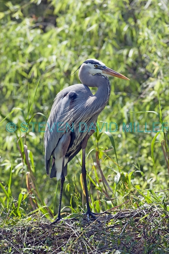 great blue heron picture;great blue heron;heron;large heron;Ardea herodias;great blue heron on nest;shark valley;everglades national park;florida national park;florida birds;everglades birds