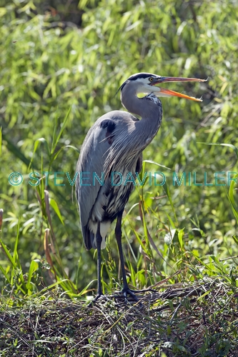 great blue heron picture;great blue heron;heron;large heron;Ardea herodias;great blue heron on nest;shark valley;everglades national park;florida national park;florida birds;everglades birds