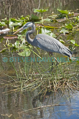 great blue heron picture;great blue heron;heron;large heron;Ardea herodias;great blue heron in water;royal palm;everglades national park;florida national park;florida birds;everglades birds