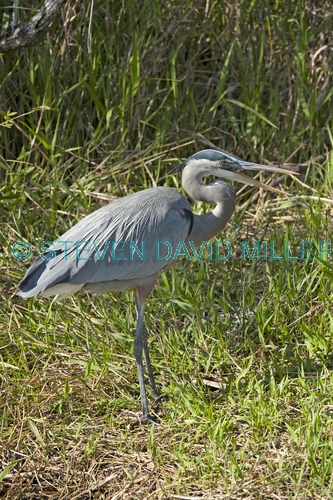 great blue heron picture;great blue heron;heron;large heron;Ardea herodias;great blue heron in reeds;royal palm;everglades national park;florida national park;florida birds;everglades birds;great blue heron on land;great blue heron on grass