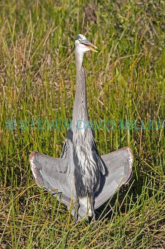 great blue heron picture;great blue heron;heron;large heron;Ardea herodias;great blue heron in reeds;royal palm;everglades national park;florida national park;florida birds;everglades birds;great blue heron cooling off;great blue heron panting;great blue heron in grass
