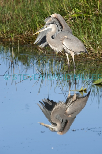 great blue heron picture;great blue heron;heron;large heron;Ardea herodias;great blue heron in water;royal palm;everglades national park;florida national park;florida birds;everglades birds;reflection;bird reflection;bird stretching wing;great blue heron stretching wing