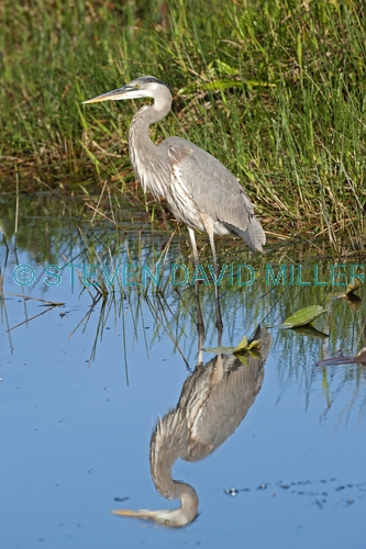 great blue heron picture;great blue heron;heron;large heron;Ardea herodias;great blue heron in water;royal palm;everglades national park;florida national park;florida birds;everglades birds;reflection;bird reflection