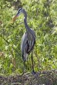 great-blue-heron-picture;great-blue-heron;heron;large-heron;Ardea-herodias;great-blue-heron-on-nest;