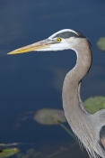 great-blue-heron-picture;great-blue-heron;heron;large-heron;Ardea-herodias;great-blue-heron-in-water
