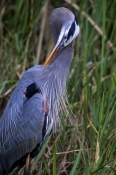 great-blue-heron-picture;great-blue-heron;great-heron;blue-heron;big-heron;large-heron;ardea-herodia