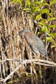 green-heron-picture;green-heron;little-heron;butorides-virescens;immature-green-heron;young-green-he