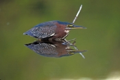 green-heron-picture;green-heron;little-heron;butorides-virescens;heron-fishing;everglades-national-p