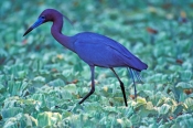 little-blue-heron-picture;little-blue-heron;little-heron;blue-heron;egretta-caerulea;heron-foraging;