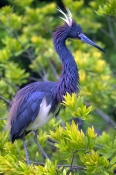 tricolored-heron-picture;tricolored-heron;louisiana-heron;tricolor-heron;egretta-tricolor;tricolored