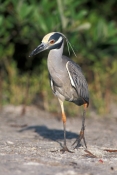 yellow-crowned-night-heron-picture;yellow-crowned-night-heron;yellow-crowned-night-heron;nyctanassa-