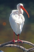 white-ibis-picture;white-ibis;ibis;white-ibis-breeding-colors;white-ibis-breeding-colours;white-ibis