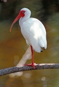 white-ibis-picture;white-ibis;ibis;white-ibis-breeding-colors;white-ibis-breeding-colours;white-ibis