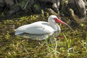 white-ibis-picture;white-ibis;ibis;white-ibis-wading;white-ibis-fishing;white-ibis-in-water;white-ib