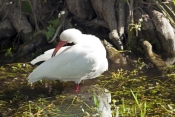 white-ibis-picture;white-ibis;ibis;white-ibis-preening;white-ibis-bathing;white-ibis-in-water;white-