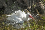 white-ibis-picture;white-ibis;ibis;white-ibis-preening;white-ibis-bathing;white-ibis-in-water;white-
