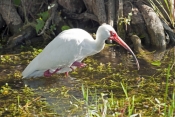 white-ibis-picture;white-ibis;ibis;white-ibis-wading;white-ibis-fishing;white-ibis-in-water;white-ib