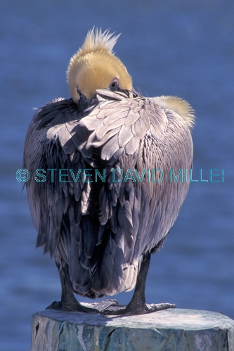 brown pelican;brown pelican picture;pelican;pelican courtship plumage;american pelican;pelican sleeping;pelican on pylon;southwest florida