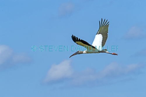 wood stork picture;wood stork;stork;american stork;florida stork;mycteria americana;wood stork flying;everglades national park;south florida;endangered species;indicator species;steven david miller
