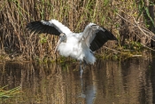 wood-stork-picture;wood-stork;stork;american-stork;florida-stork;mycteria-americana;wood-stork-bathi