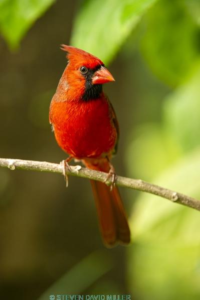 redbird;red bird;common cardinal;cardinal;passeriformes