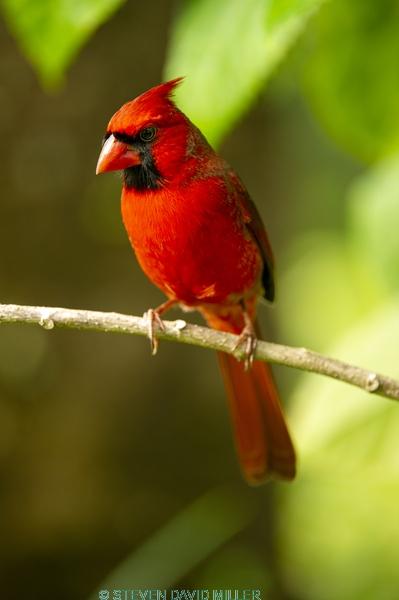 redbird;red bird;common cardinal;cardinal;passeriformes